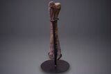 Hadrosaur (Hypacrosaurus) Tibia with Metal Stand - Montana #264990-2